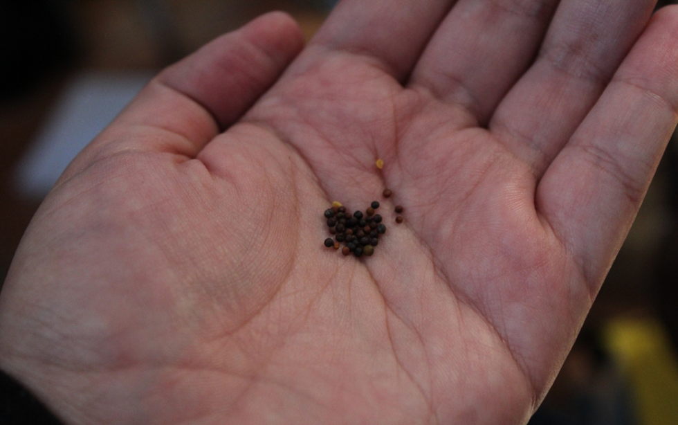 Oramos unidos, aunque no estemos juntos. 26 de octubre. Martes de la trigésima semana del Tiempo Ordinario