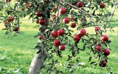 Oramos unidos, aunque no estemos juntos. 22 de junio. Miércoles de la duodécima semana del Tiempo Ordinario