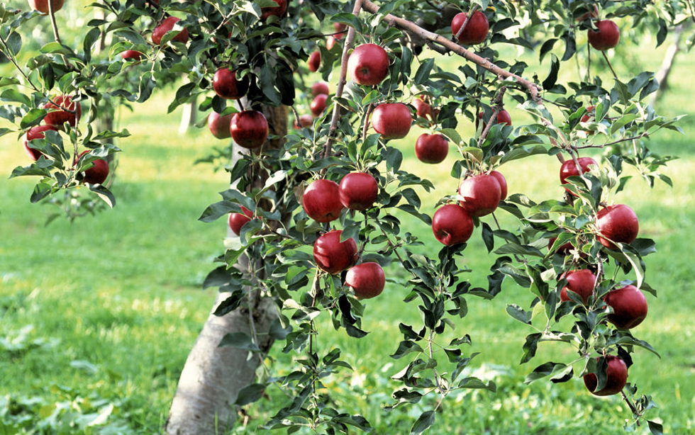 Oramos unidos, aunque no estemos juntos. 22 de junio. Miércoles de la duodécima semana del Tiempo Ordinario