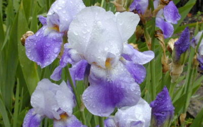 Oramos unidos, aunque no estemos juntos. 18 junio. Sábado de la undécima semana del Tiempo Ordinario