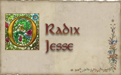 19 de diciembre: ¡Oh Renuevo!